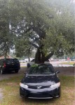 Image for 2008 Honda Civic LX ID: 6675162