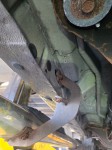 Image for 2016 Chevrolet Silverado 1500 LT ID: 6929446